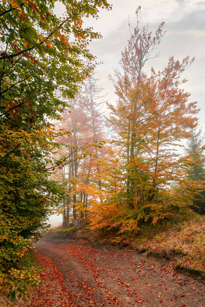 country road through autumn forest. beech trees in colorful foliage. beautiful nature scenery on a foggy morning. travel back country concept - Photo, image