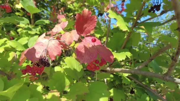 red berries on the tree. bunches of red berries. branches of viburnum. red rowan - Materiał filmowy, wideo