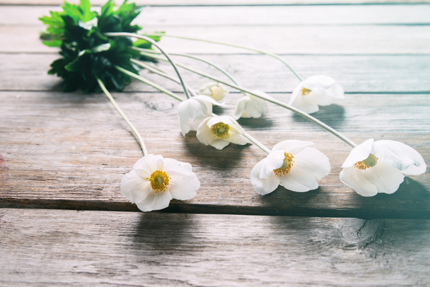 White anemone flowers - Zdjęcie, obraz