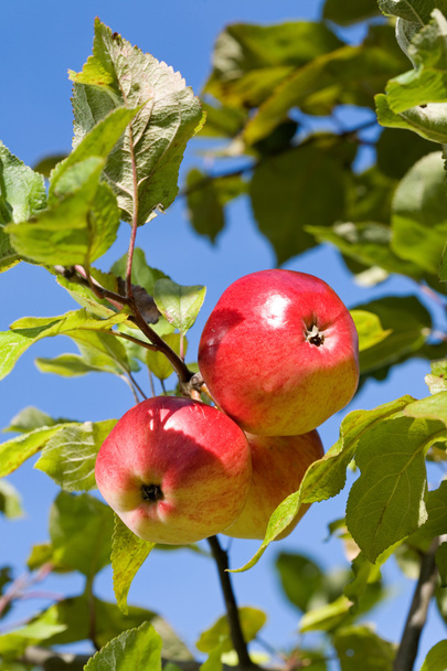 Ripe apples. - Photo, Image