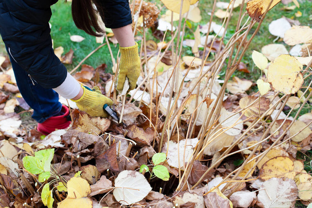 Seasonal garden plants trimming. Farmer in yellow gloves and red rubber boots cuts off branches of shrub in garden with long scissors in autumn - Photo, Image
