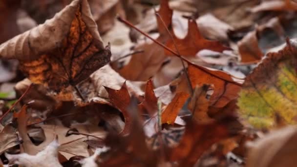 Focus bewegende trog droge oranje herfst esdoorn bladeren op de grond - Video