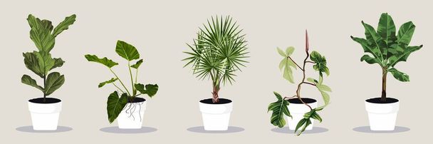 Room plant set isolated on light background. Realistic exotic tropical plants. - Vetor, Imagem