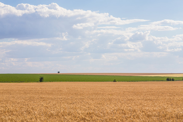 Summer Landscape with Wheat Field - Fotoğraf, Görsel
