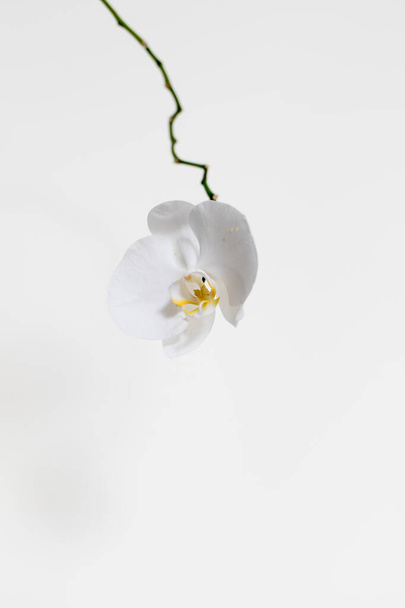 Orchideák fehér háttérrel. Fehér és lila - Fotó, kép