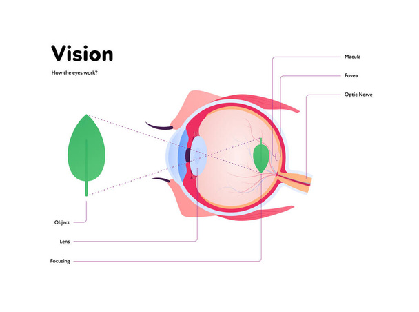 Anatomía ocular humana y póster de infografía médica de visión. Ilustración sanitaria vectorial. Vista lateral del globo ocular humano con texto aislado en blanco. Diseño para oftalmología - Vector, Imagen