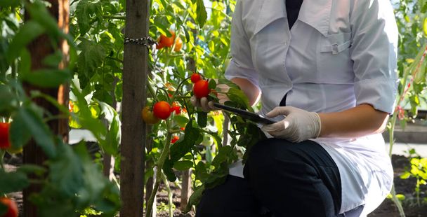 laboratory assistant in a bathrobe and gloves, works in a greenhouse. collects crop data, uses a tablet. High quality photo - Фото, изображение