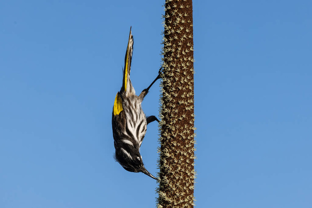 New Holland Honeyeater żywiący się nektarem z trawy - Zdjęcie, obraz