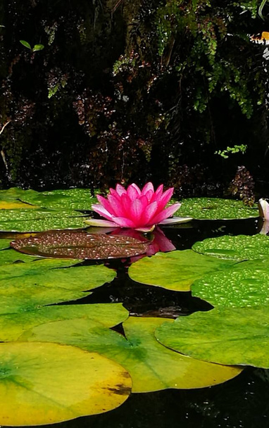 beautiful lotus flower in the pond - Photo, image