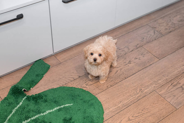 Maltipoo dog. Adorable Maltese and Poodle mix Puppy - Фото, изображение