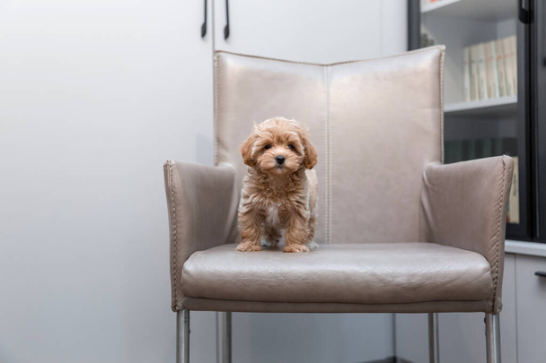 Maltipoo dog. Adorable Maltese and Poodle mix Puppy - 写真・画像