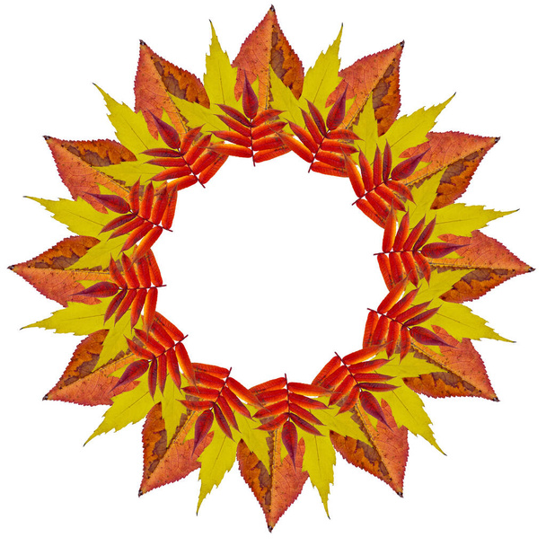 Autumn leaves in a circle. Round frame. On white background. Isolated. Photos of leaves in a collage. - Photo, Image
