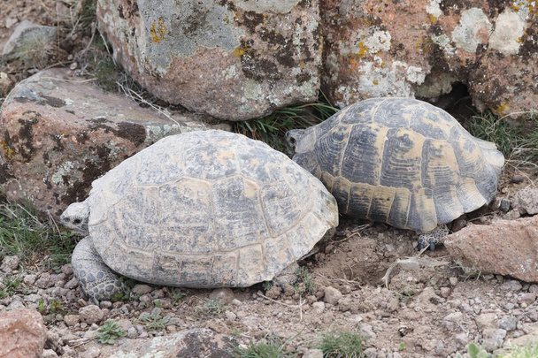 Duas tartarugas na natureza. Contexto animal. - Foto, Imagem