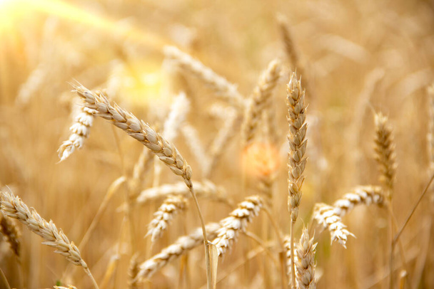 колосья пшеницы на пшеничном поле. Урожай пшеницы. - Фото, изображение