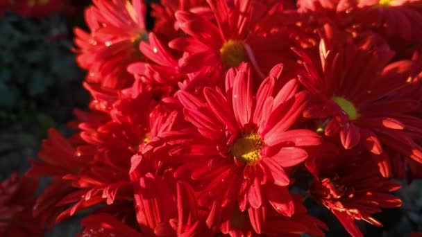 Crisantemos rojos de cerca floreciendo en el jardín de otoño. La brillante luz del sol atraviesa los pétalos de las flores. Hermoso fondo floral. Una ligera brisa agita las cabezas de las flores. paisajismo de parques - Imágenes, Vídeo
