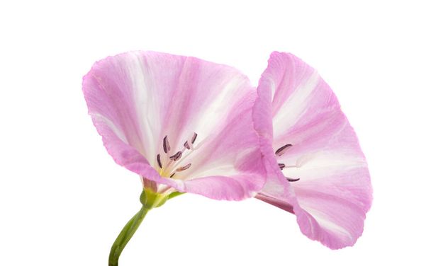 beautiful flower of meadow bindweed isolated on white background  - Photo, Image