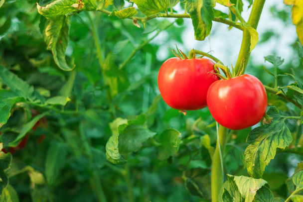Tomates rouges dans une serre. Horticulture. Légumes.  - Photo, image