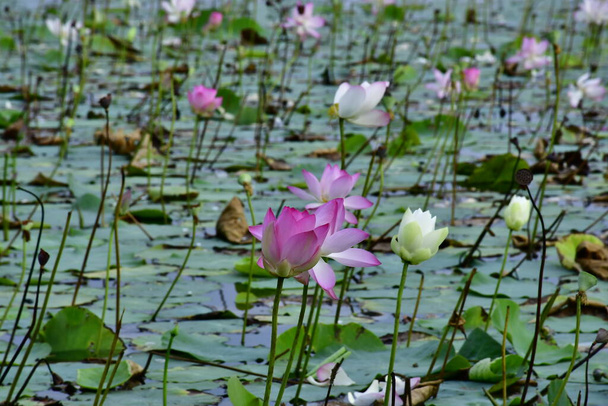 Hermosa flor de loto en el estanque   - Foto, Imagen