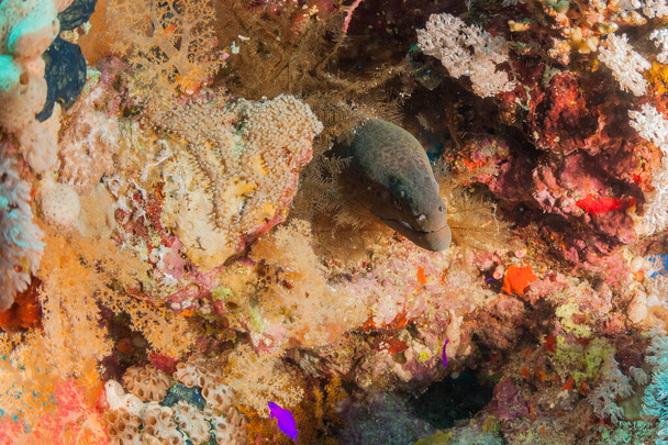 Fisch aus dem Roten Meer, Riesenmuräne, wie der Name schon sagt, ein großer Aal - Foto, Bild