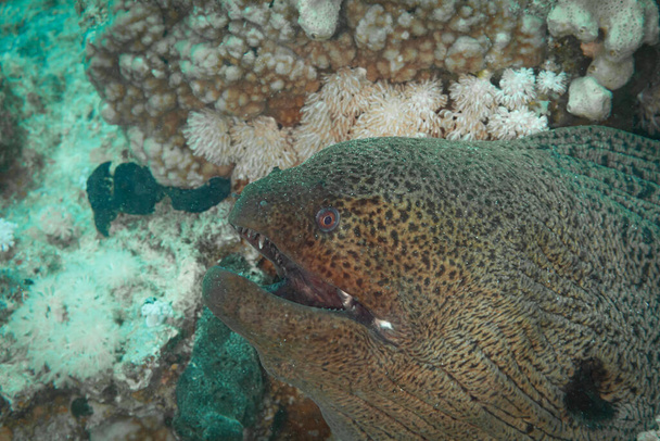 Vissen van de Rode Zee, Reuzenmurene, zoals de naam al doet vermoeden is een grote aal - Foto, afbeelding