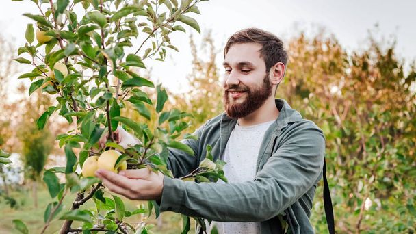 Młody, atrakcyjny rolnik zbierający jabłka w ogrodzie sadowym w wiosce jesienią. Szczęśliwy człowiek pracuje w ogrodzie, zbierając dojrzałe jabłka portret o zachodzie słońca. Długi baner internetowy - Zdjęcie, obraz