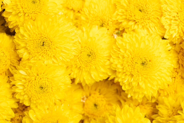 Fechado de cor amarela Crisântemo flor fundo padrão - Foto, Imagem