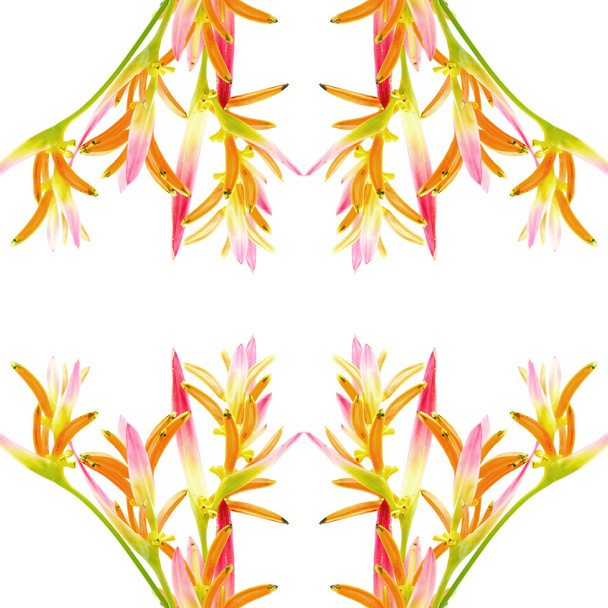 Heliconia pimasz - Fotó, kép
