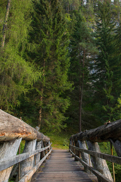 wooden bridge leading to Pine Forest in the trentino mountains - Photo, Image