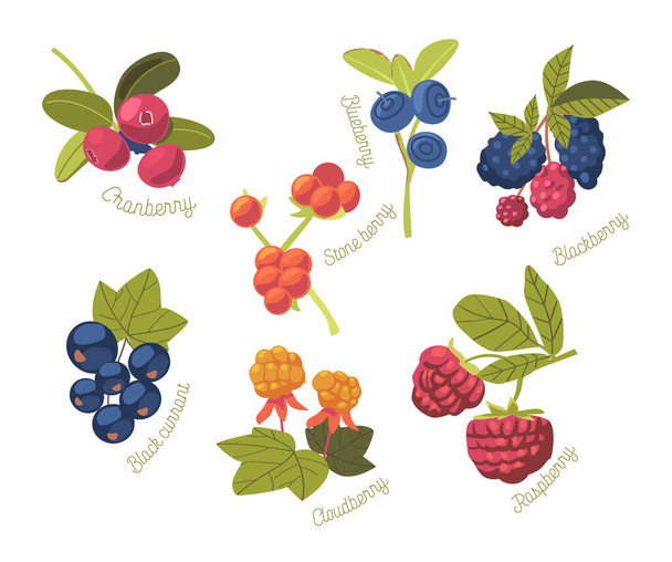 Σετ εποχιακού καλοκαιρινού κήπου και αγριοκέρασου Cranberry, Stone Berry, Blueberry και Blackberry, Raspberry ή Cloudberry - Διάνυσμα, εικόνα