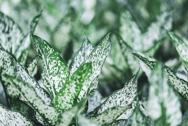 Gevarieerd blad van Aglaonema huisplant in een kwekerij kas. Levendig groen en wit. Exotische tropische decoratieve huisplant. Een close-up. Selectieve focus. - Foto, afbeelding