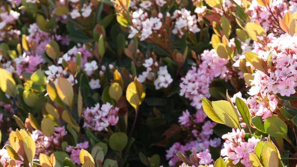 インドのサンザシピンクの花、カリフォルニアUSA 。Rhaphiolepis春の新鮮な花、ロマンチックな植物の雰囲気、繊細な自然の花。春の柔らかい色、庭のデザインと装飾的な花の栽培 - 写真・画像