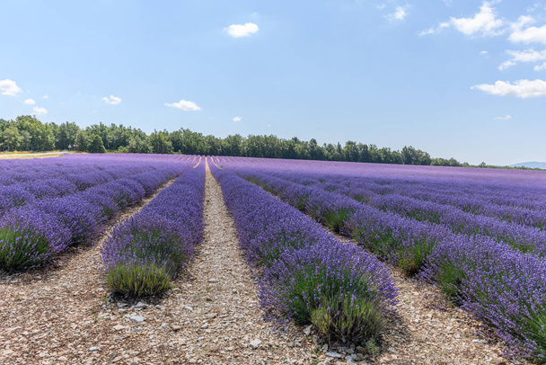Lavender fields in bloom in Provence - Foto, imagen