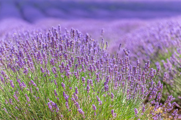 Laventelipellot kukkivat Provencessa - Valokuva, kuva