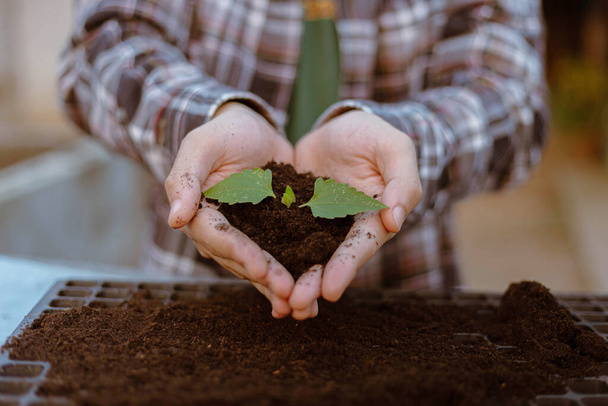 Concept de jardinage deux grandes mains tenant une plante vivante avec du sol noir devant une caméra. - Photo, image
