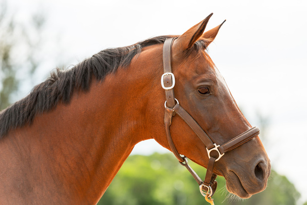 paard close-up - Foto, afbeelding