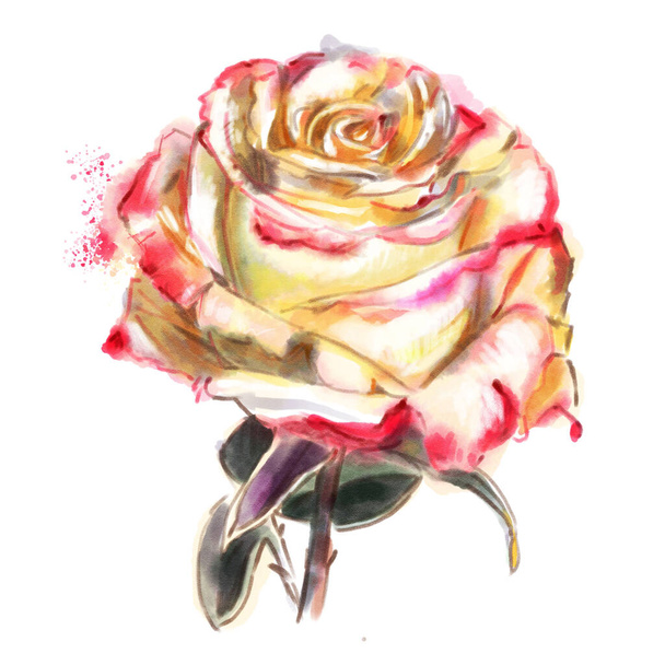 Red watercolor  roses  isolated on a white background. Hand-drawn illustration.  - 写真・画像