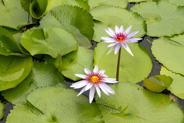 Water Lilies float in a pond full of lily pads. - Photo, Image