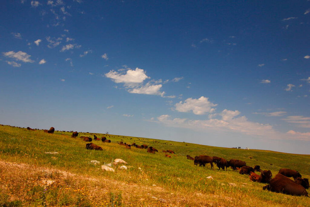 Зубры летом, Государственный парк Кастер, Южная Дакота - Фото, изображение