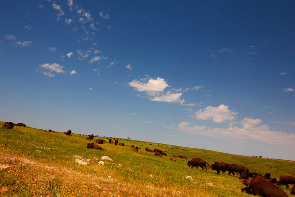 Bison in Summer, Custer State Park, South Dakota - Foto, imagen