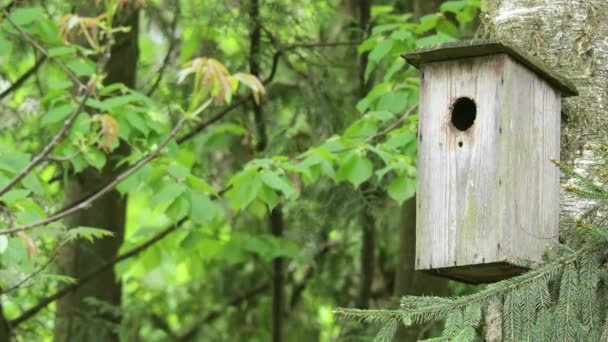 Starling voedt kuiken in een nest tijdens de lente bloesem boom  - Video