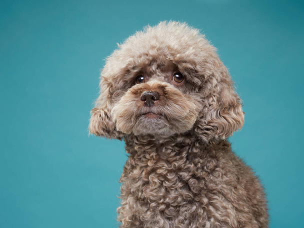 cute curly chocolate poodle. The dog is like a toy. Beautiful pet - Foto, afbeelding