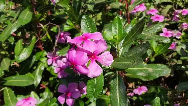 Roze katharanthus roseus bloeien in de tuin na regen.roos periwinkle, Catharanthus roseus, algemeen bekend als heldere ogen.Madagaskar of Periwinkle of Vinca bloem, (Catharanthus roseus) .sadabahar. - Video