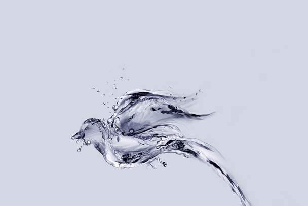 Pássaro de água voando
 - Foto, Imagem