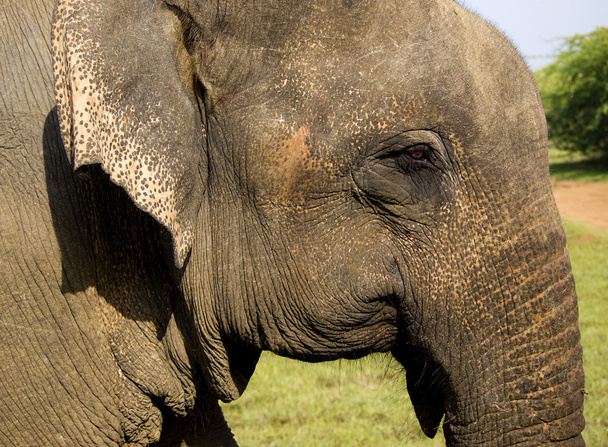 Close-up van een Indiase olifant - Foto, afbeelding