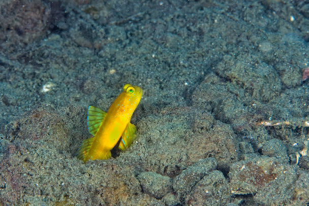 A picture of a yellow shrimp goby in the sand - Photo, Image