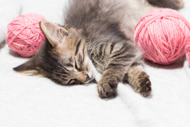 Pieni raidallinen pörröinen harmaa kissanpentu nukkuu vaaleanpunaisten lankapallojen kanssa. Kopioi tilaa tekstille. - Valokuva, kuva