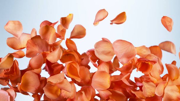 Flying rose petals isolated on white background. Abstract flower background, realistic freeze motion of natural blooms parts. - Foto, afbeelding