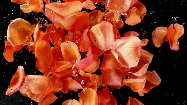 Flying rose petals isolated on black background. Abstract flower background, realistic freeze motion of natural blooms parts. - Photo, Image
