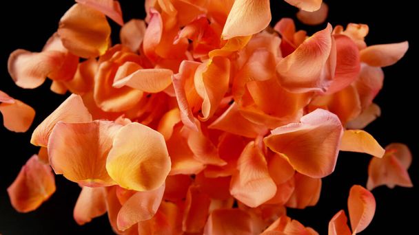 Flying rose petals isolated on black background. Abstract flower background, realistic freeze motion of natural blooms parts. - 写真・画像