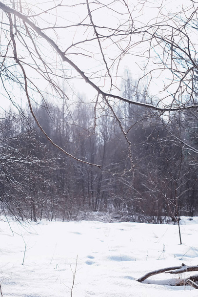 Winter forest landscape. Tall trees under snow cover. January frosty day in park. - Fotó, kép
